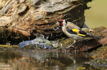 Etourneau dans le cerisier!