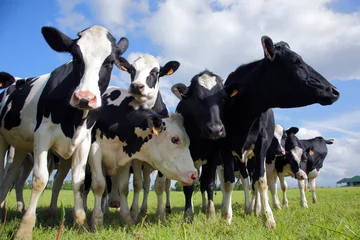 Crédence de cuisine en verre imprimé Vache Bovins vaches Holstein