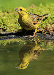 Bruant jaune et son double!