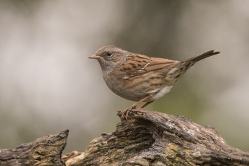 Sparrow