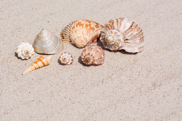 Shells from all the seas of the world on a beautiful wavy sand