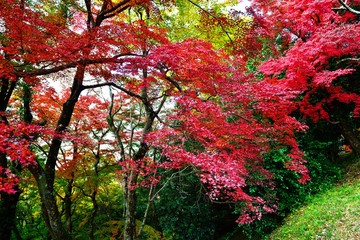 用作公園の紅葉