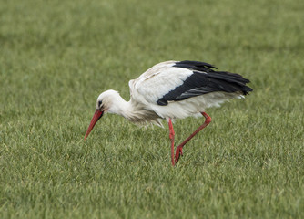 Stork