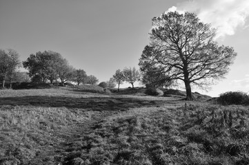 Collina con alberi, in bianco e nero, in inverno