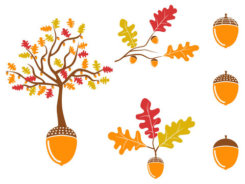color oak acorn icons set