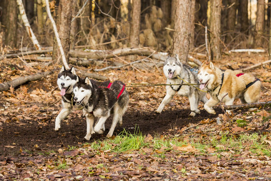 Malamute sledehonden rennen door het bos.