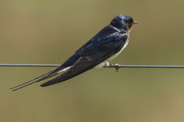 Swallow