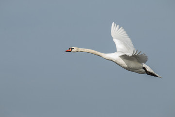 White Swan