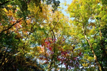 用作公園の紅葉