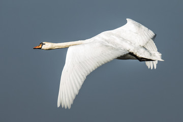 White Swan