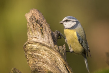 Tomtit
