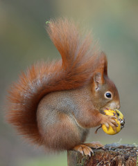 Ecureuil roux! a défaut de noisettes! les pommes feront l'affaire!