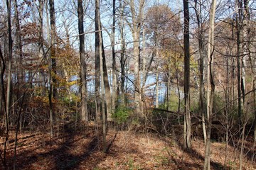 A view in the autumn forest on a sunny day in the month of November.