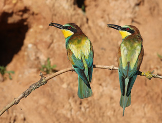 Guêpiers d'Europe au nourrissage!