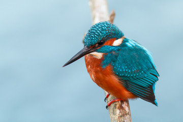 King fisher bird waiting on a branch hunting fish in a cold weather in Lelystat, Netherlands