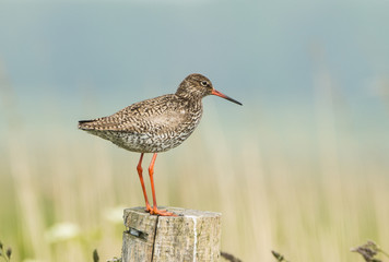 Redshank