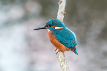 King fisher bird waiting on a branch hunting fish in a cold weather in Lelystat, Netherlands