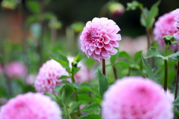 花畑のダリア