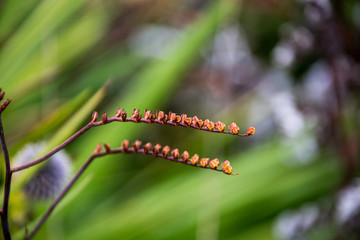 Verblühter Samenstand einer Pflanze
