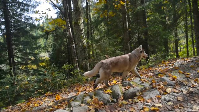 siberian husky dog in mountain forest