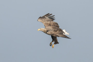 White Tail Eagle