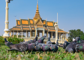 The pigeons in the square in front of the Royal Palace