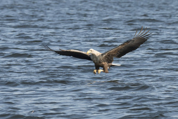 White Tail Eagle