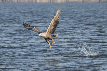 White Tail Eagle