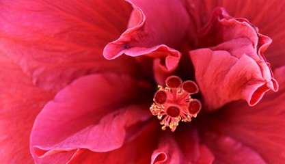 Close up of a beautiful bordeaux red Hibiscus blossom
