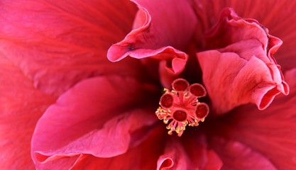 Close up of a beautiful bordeaux red Hibiscus blossom © lehmannw