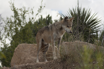 Wolf (captivity)