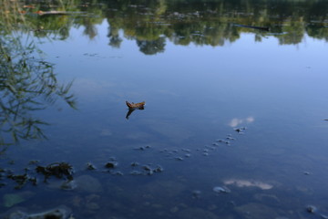 leaflet-boat on the lake