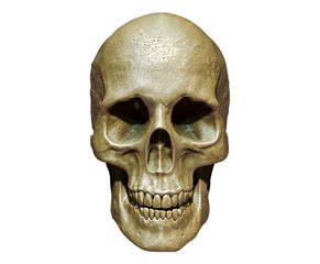 3d illustration of a skull isolated background