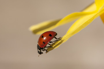 Ladybird