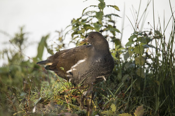 Moorhen
