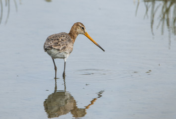 Godwit