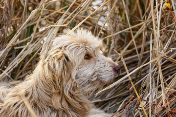 a stray dog through the grass