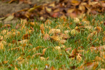 Abstract image with brown leaves in green grass
