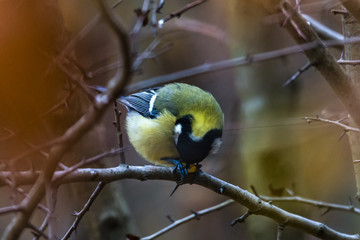 Great tit (Parus major) perched on a twig