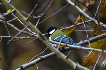 Great tit (Parus major) perched on a twig