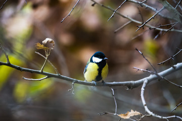 Great tit (Parus major) perched on a twig