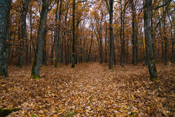 Obraz premium landscape with oak forest in autumn
