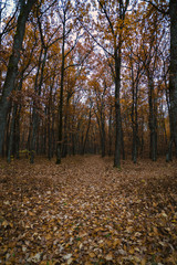 landscape with oak forest in autumn