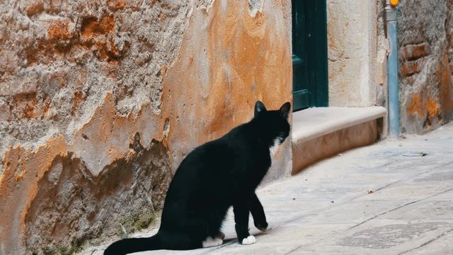 Beautiful noble black and white cat near shabby wall in Venice