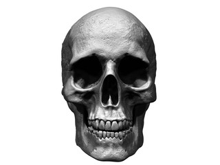 3d illustration of a skull isolated background