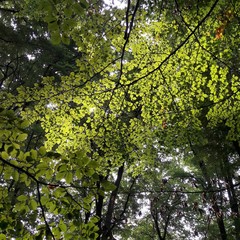 Green leaves on a tree in the forest in the sun