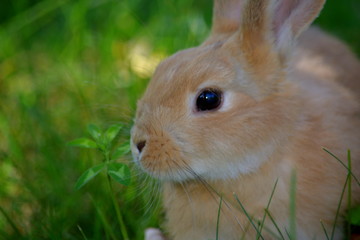 rabbit, animal, bunny, pet, cute