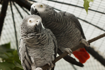 love birds. Grey parrots kissing and sharing food.