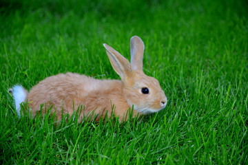 rabbit, animal, bunny, pet, cute