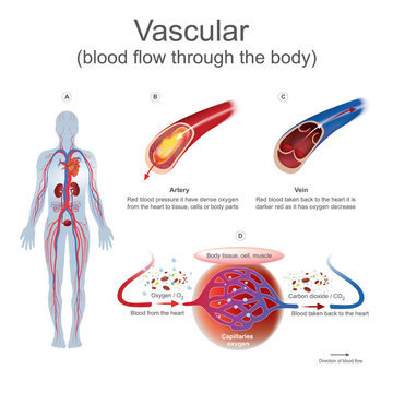 Vascular blood flow through the body.